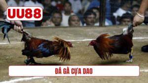 Đá gà cựa dao